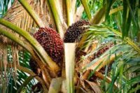 Oilpalm fruit picture